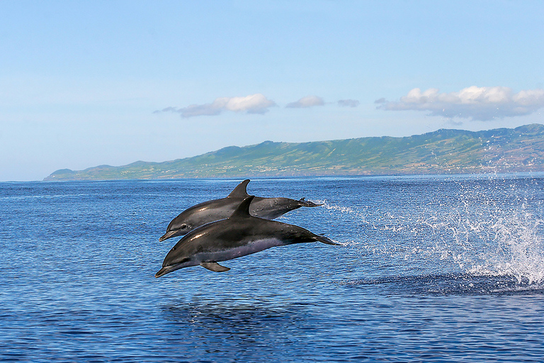 Azores: Whale Watching and Islet Boat TourMeeting Point at Marina