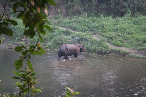 3 jours de safari à Chitwan
