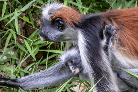 Jozani Forest &amp; Paje Beach Trip mit The Rock Restaurant