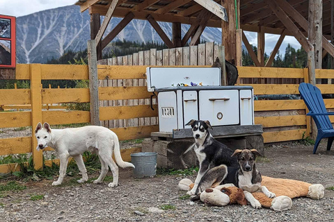 Skagway: Klondike Highway &amp; Yukon bustour met Husky Kennel
