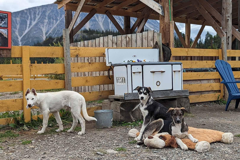 Skagway: Klondike Highway &amp; Yukon bustour met Husky Kennel