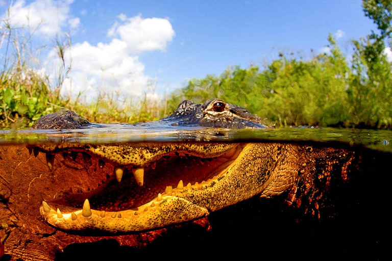 Półprywatna wycieczka Everglades Tour z Miami lub Fort Lauderdale