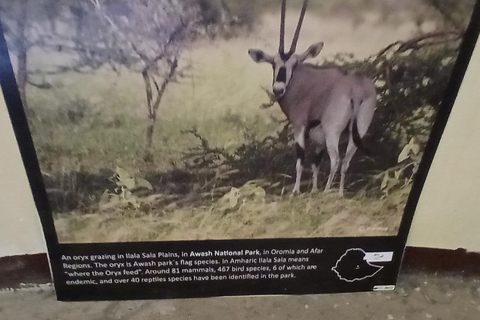 "Doświadczenie safari w Parku Narodowym Awash"