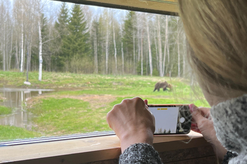 Tallinn: Wild Bear Watching in Forest, Night in Log House