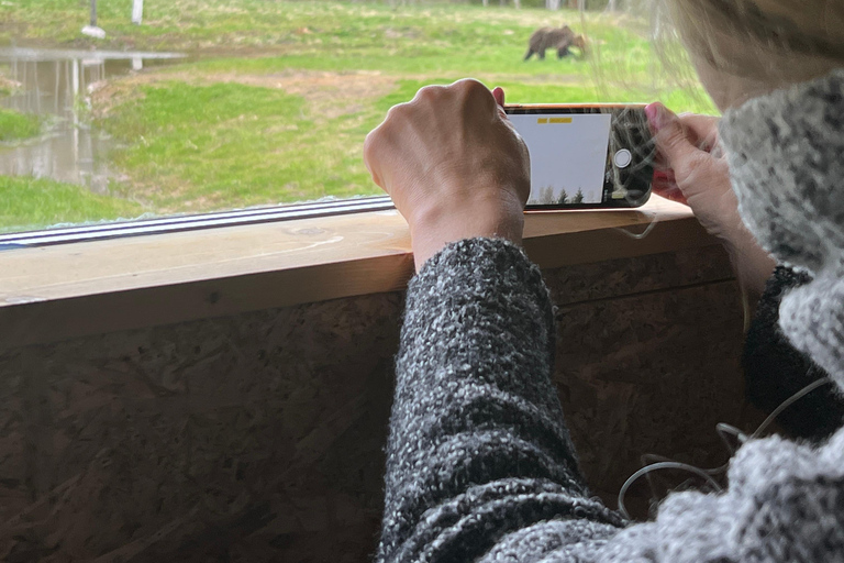 Tallinn: Wild Bear Watching in Forest, Night in Log House