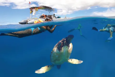 Maui: Semi-Private 3 Hour Eco-Raft Turtle Snorkel Tour
