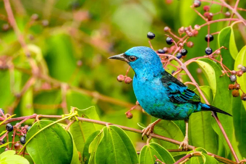 Au départ de Puerto Maldonado : excursion dans la canopée de la forêt tropicale InkaterraDepuis Puerto Maldonado : circuit dans la canopée de la forêt tropicale Inkaterra