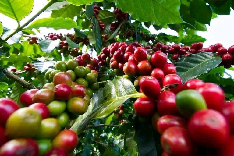 From Addis Ababa: 10-Day Ethiopian Coffee Route Tour