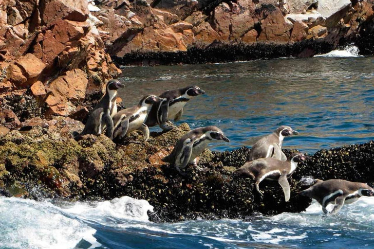 Excursion: Ballestas Islands and Paracas National Reserve