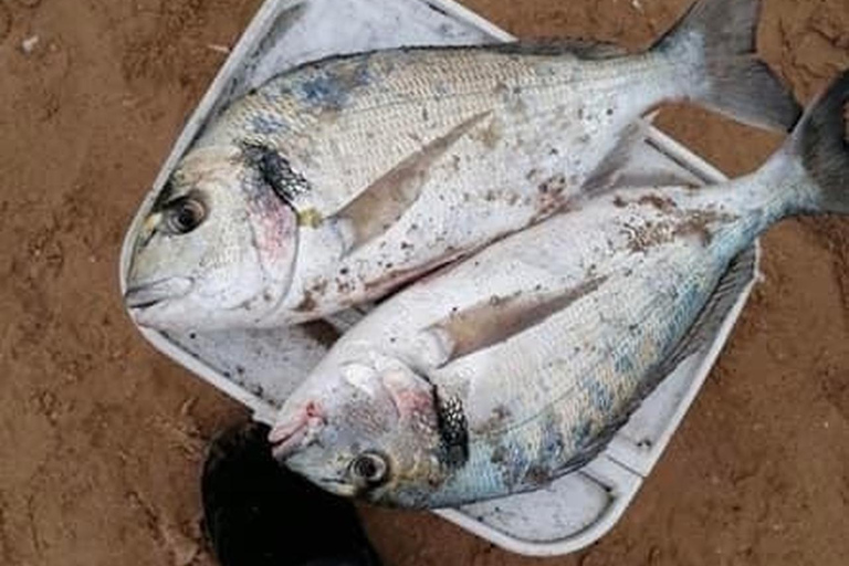 A day&#039;s fishing on the Atlantic coast (transport + lunch included)