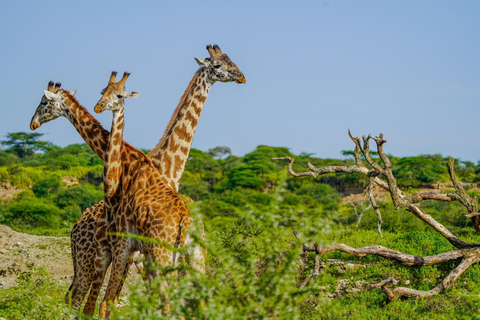 7 DAGARS SAFARI: TARANGIRE, SERENGETI &amp; NGORONGOROKRATERN