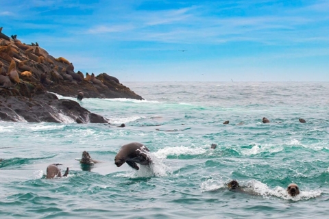 Lima: Excursion to Palomino Island | Entrance, sea lions |