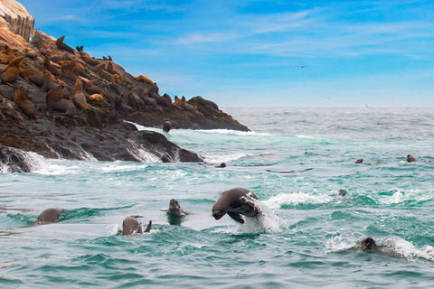 Lima: Excursion to Palomino Island | Entrance, sea lions |