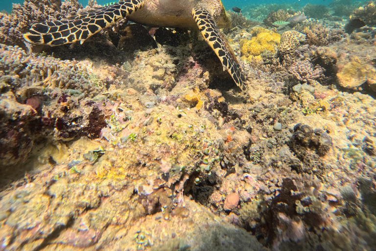 From Lombok Private Snorkeling 3 Gili All Inclusive