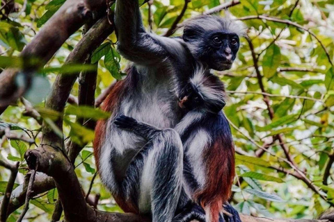 Zanzibar: Jozani Forest & Salaam Cave + Pickup & Entry fees