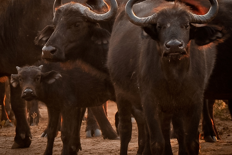 Safari de 3 jours depuis les chutes Victoria jusqu&#039;au parc national de Hwange