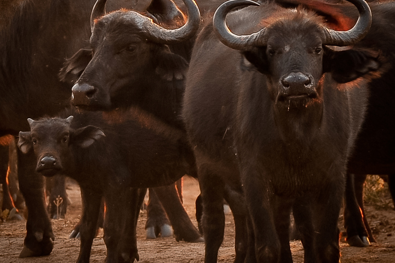 3-daagse safari vanuit Victoria Falls - Hwange National Park