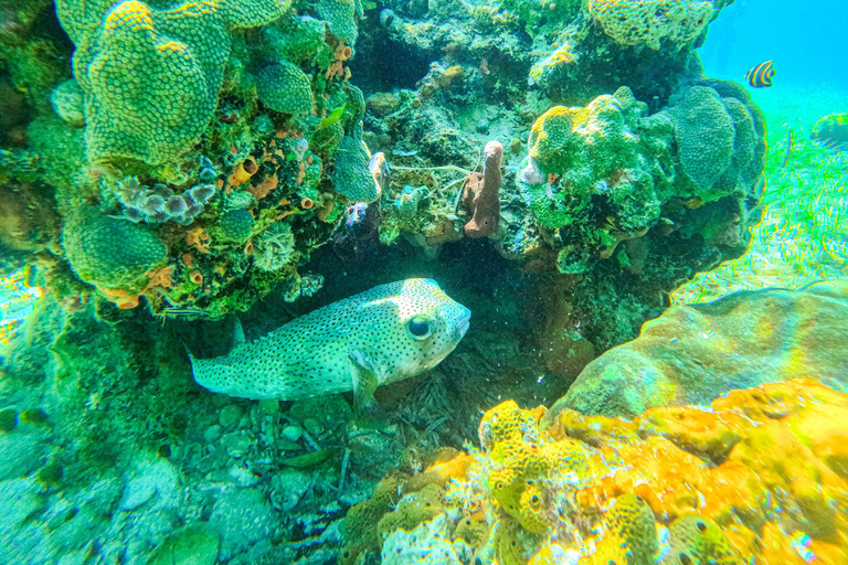 Nassau: gita di un giorno a Sun Cay, snorkeling, incontro con l'iguana e pranzo