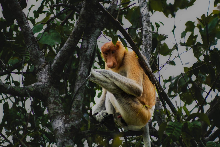 Sabah: Mangrove Fireflies, and Sky Mirror Dream Beach Tour