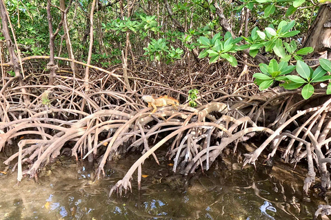 Ft Lauderdale: Combo Deal Snorkel Reefs, Kayak/SUP Mangroves