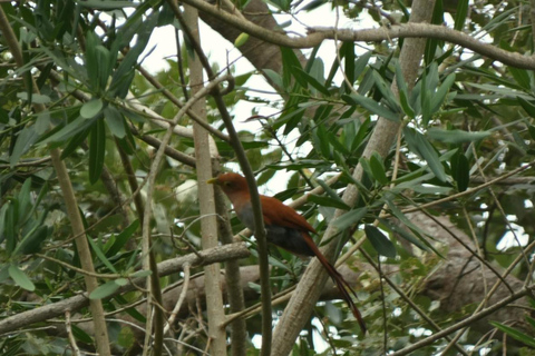Palomino: Guided Birdwatching Tour with Hotel Pickup