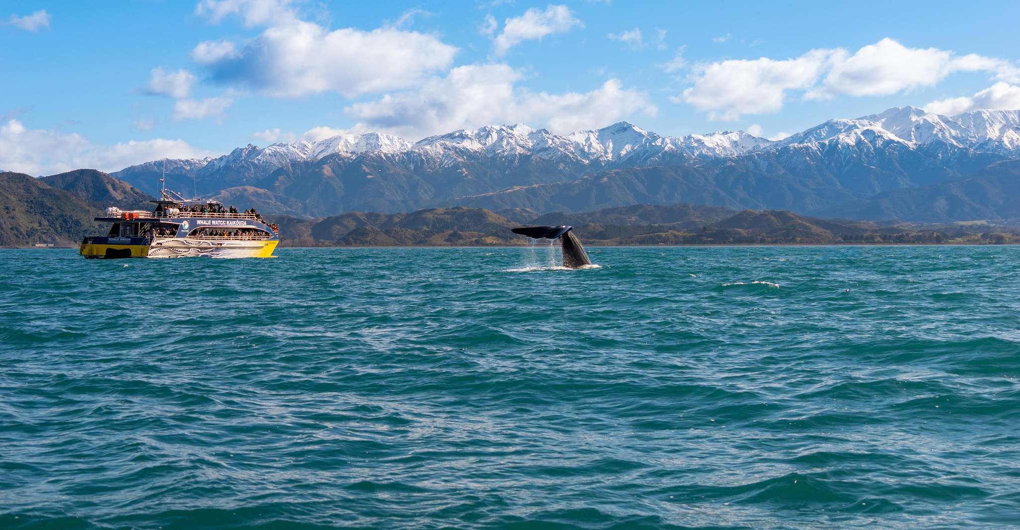 Kaikoura, Whale Watching Cruise - Housity