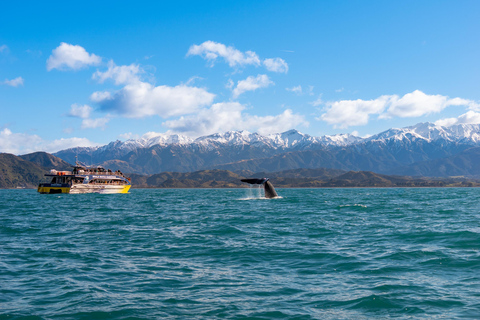 Kaikoura: Whale Watching Cruise 12:45 PM Departure