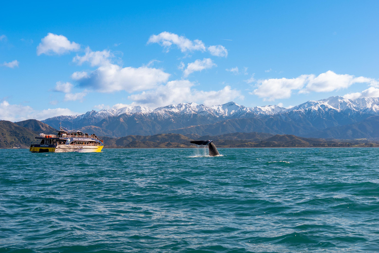 Kaikoura: Whale Watching Cruise 12:45 PM Departure