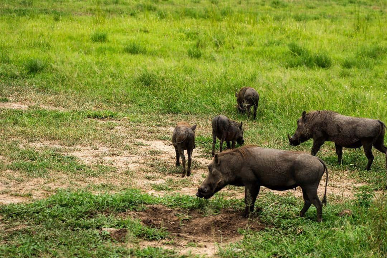 From Zanzibar: Mikumi Safari Day Trip with Flights and Lunch Mikumi Shared Safari without hotel transfer