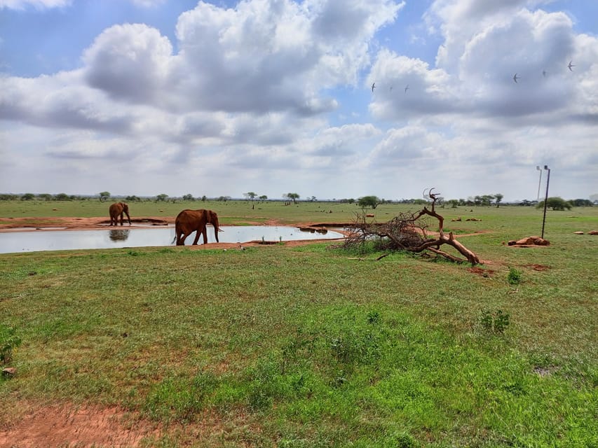 Vanuit Diani 4 Daagse Tsavo West Amboseli En Tsavo East