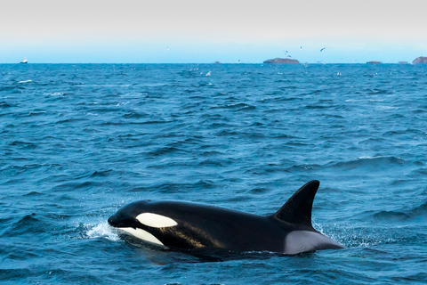 Au départ de Tromsø : Safari d&#039;observation des baleines en semi-rigide à Skjervøy