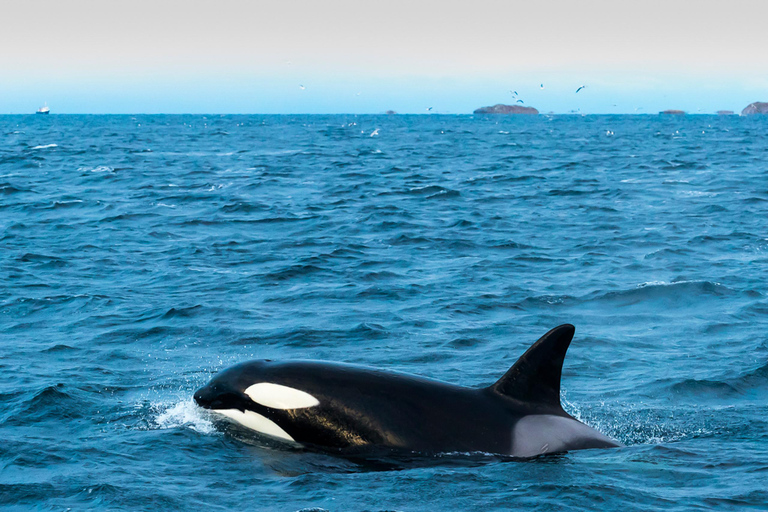 Desde Tromsø: Safari en semirrígida para avistar ballenas en Skjervøy