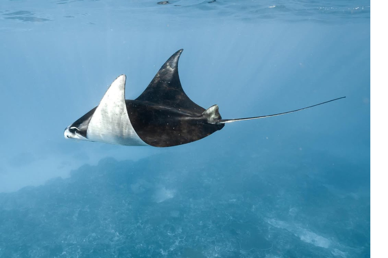 Nusa Penida: Snorkeling Adventure with Manta Rays Private Snorkeling With Hotel Transfer Nusa Penida Area