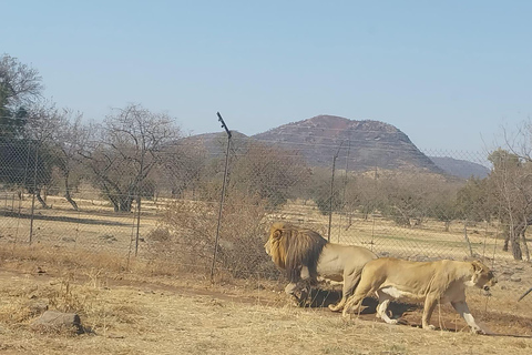 Johannesburg: Dinokeng Game Reserve Safari with Pickup