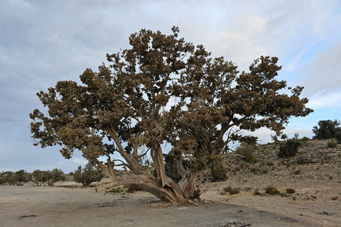 Muscat: Nizwa and Al Jabal Al Akhdar Private Tour with Lunch