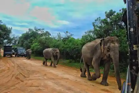 Yala national park: Full day safari