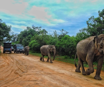 Parque nacional de Yala: Safári de dia inteiro