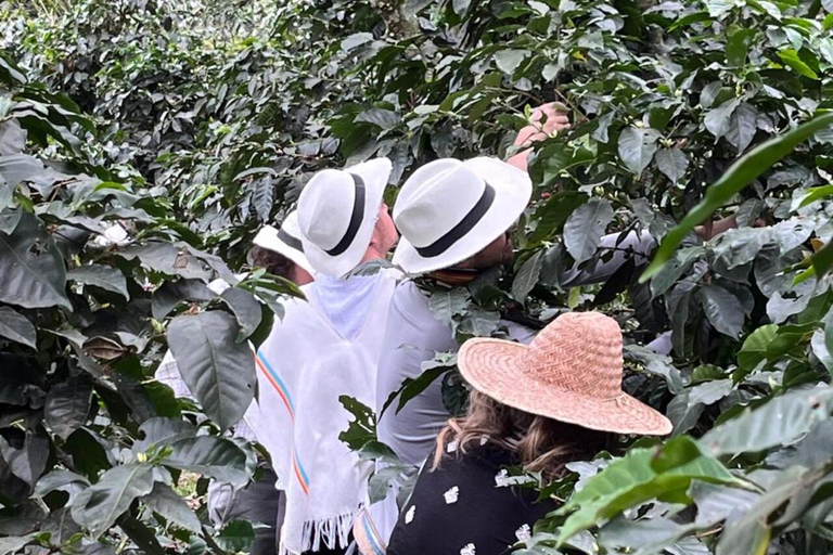 From Bogotá: Cerro Monserrate or Guadalupe and All-Inclusive Coffee Sightseeing Tour