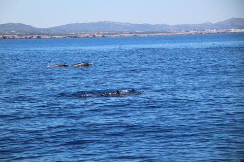Cala d'Or: Dolphin sightseeing tour with dolphin watching Cala d'Or: Sightseeing tour with dolphin watching