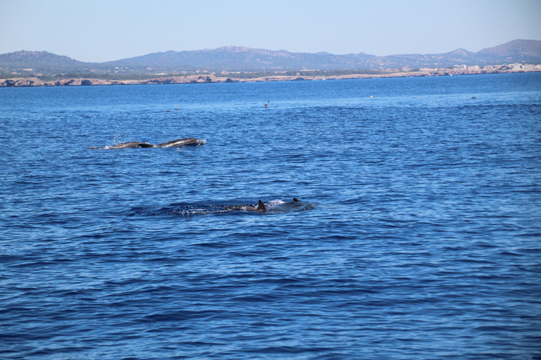Cala d'Or: Dolphin sightseeing tour with dolphin watching Cala d'Or: Sightseeing tour with dolphin watching