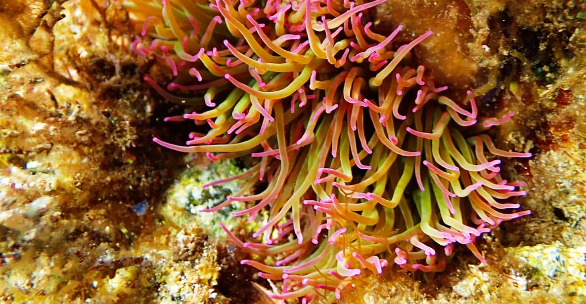 Afbeelding 9 van Barcelona: Costa Brava kajakken, snorkelen & klifspringen & lunch