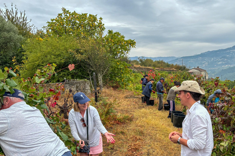 Douro Valley: Wine & Olive Oil Tour with Boat & Lunch Douro Valley: 2 Wineries, Boat Cruise & Traditional Lunch