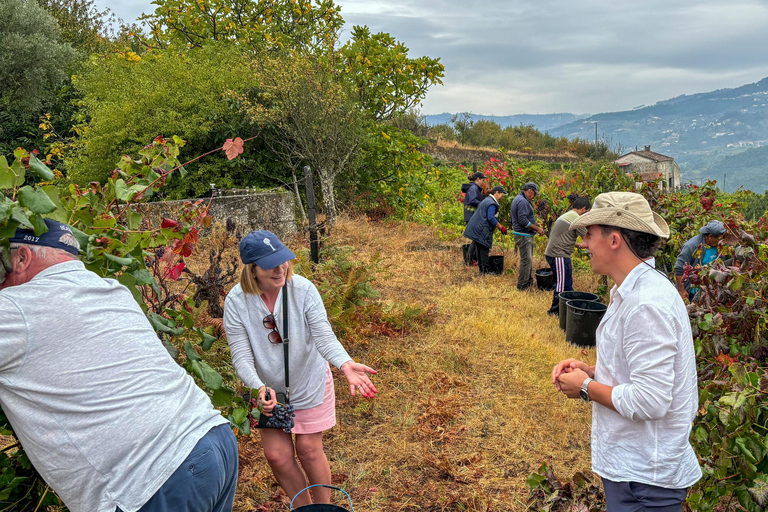Douro Valley: Wine & Olive Oil Tour with Boat & Lunch Douro Valley: 2 Wineries, Boat Cruise & Traditional Lunch
