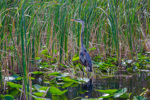 Everglades Airboat Tour from Miami w/ Park Entry & Transport Special Tuesday Everglades : Extra $35/Guests Due at Checkin