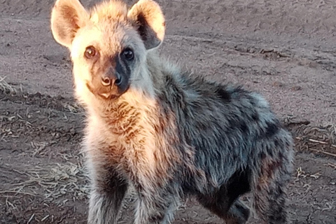 Arusha: Safari de acampamento económico de 4 diasArusha: Safari de 4 dias com acampamento e orçamento acessível