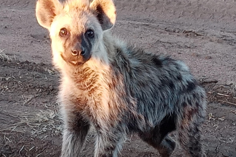 Arusha: Safari de acampamento económico de 4 diasArusha: Safari de 4 dias com acampamento e orçamento acessível