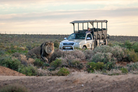 Cape Town: One-Day Safari with Game Drive & Lunch