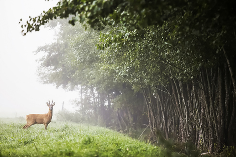 Ab Stockholm: Wildsafari mit Abendessen am Lagerfeuer