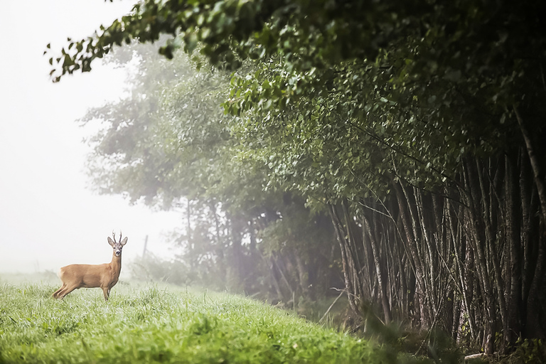 From Stockholm: Wildlife Safari with Campfire Dinner