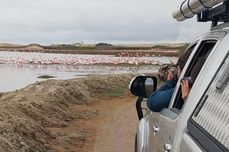 Walvis Bay: Obserwacja ptaków i wycieczka fotograficzna